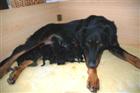 11 beaux petits loulous !