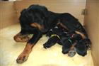 Une maman bien attentive ! 