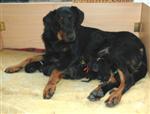 Vanille et ses chiots