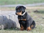 M&acirc;le bleu clair