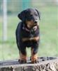 Femelle rose
