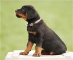 Fido, m&acirc;le bleu clair