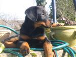 Un p'tit profil ...