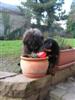 2 mois, avec son copain le bouvier