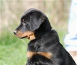 Un joli profil