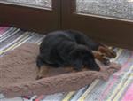 Un gros dodo dans sa nouvelle maison !