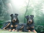 Voltane et Vanille, fond d'&eacute;cran r&eacute;alis&eacute; par Arkas Dogs