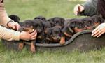 Un panier de chiots !