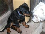 Avec ma copain Topaze, le boxer ...