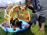 A l'&eacute;cole du chiot, sur le parcours d'agility