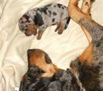 Chiot peu apr&egrave;s la naissance
