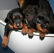 Modry et Ruzova