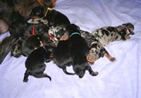 Chiots de 12 heures