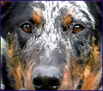 Pour en savoir un peu plus sur le Beauceron ...