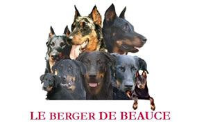 Club Français des Amis du Beauceron