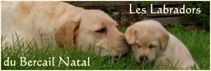 Elevage de Labradors dans la province de Namur