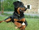 Tosca