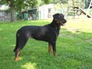 Tosca