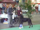 Ici c'est &agrave; Courtrai, je suis maintenant en classe jeune car j'ai 9 mois, et j'ai &eacute;t&eacute; class&eacute; meilleur beauceron de l'exposition ! BOB !