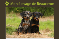 Pension canine - Iena et Indra du Fond des Camps