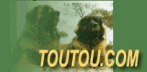 Toutou