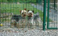 Pension canine - Photos pensionnaires