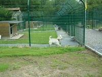 Pension canine - Balmy