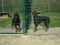 Pension canine - Rex et Leica