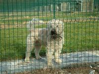 Pension canine - Zouk