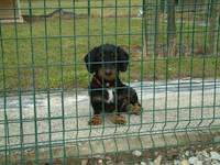 Pension canine - Bessy