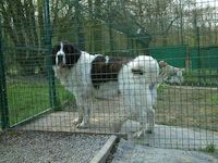 Pension canine - Le grand Soufi