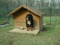 Pension canine - Photo pensionnaire