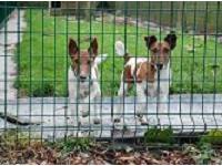 Pension canine - Pikki et Babouchka