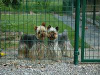 Pension canine - Zen et Zorro