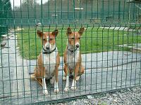 Pension canine - aka et Sombe