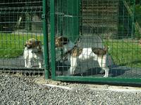 Pension canine - Ortille et Ziggy