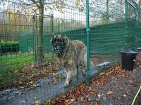 Pension canine - Venezia