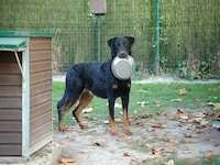Pension canine - Apache