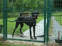 Pension canine - Arkas