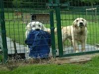 Pension canine - Buck et Roger