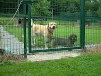 Pension canine - Paihle et Gaspard