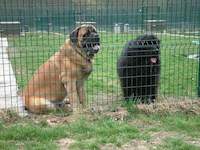Pension canine - Pompom et Chutney