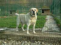 Pension canine - Balloo