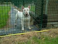 Pension canine - Maximus et Archibald
