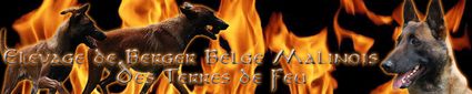 Les "bons" Bergers Malinois de Lorye !!!