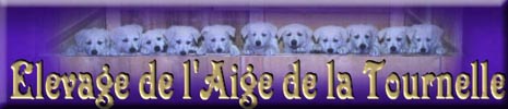 Une passionnée de Bergers Blancs