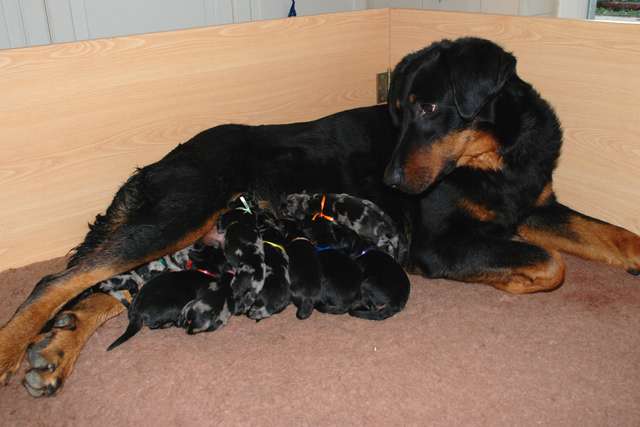 Chiots de Vanille et Balto